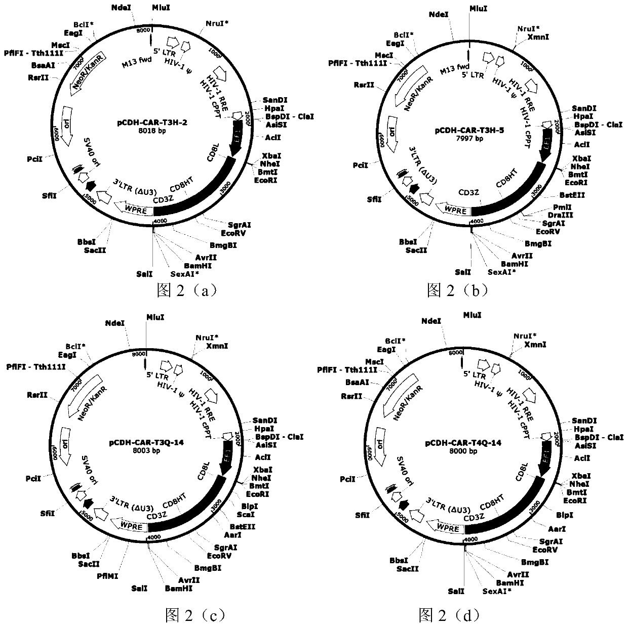 A fully human anti-bcma chimeric antigen receptor and its application