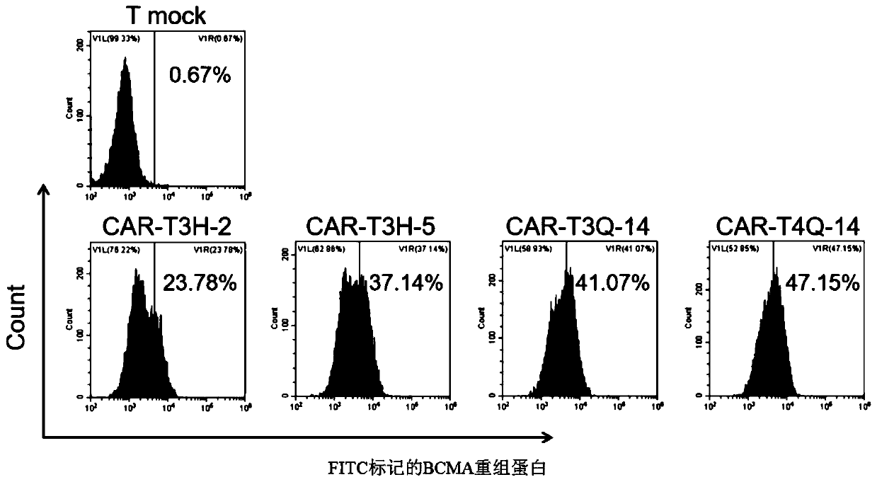 A fully human anti-bcma chimeric antigen receptor and its application