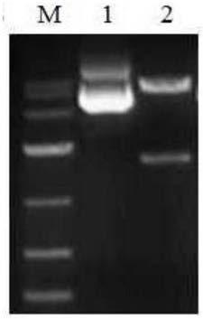 Monoclonal antibody to toxoplasma gondii ROP (rhoptry protein) 18, cell strain secreting monoclonal antibody and application thereof