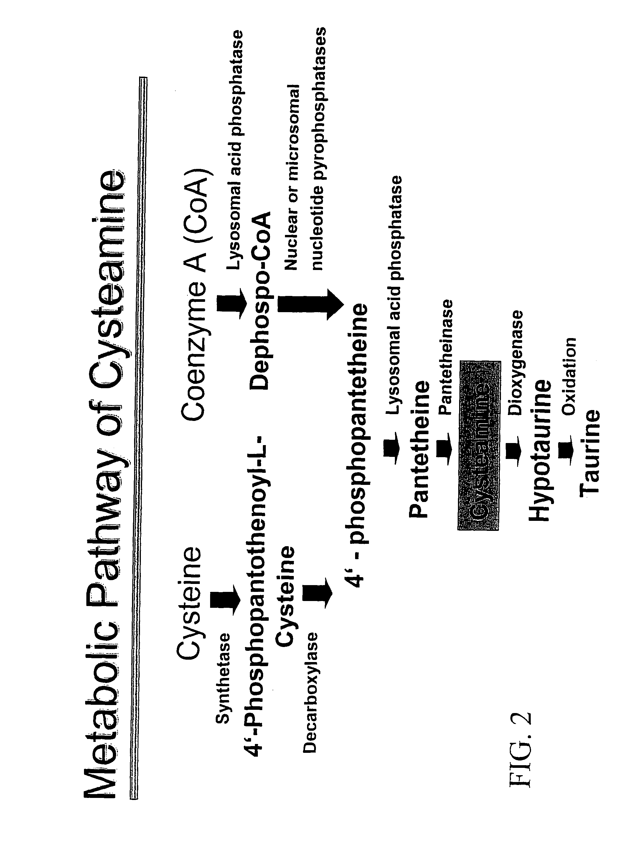 Materials and methods for treating viral infections