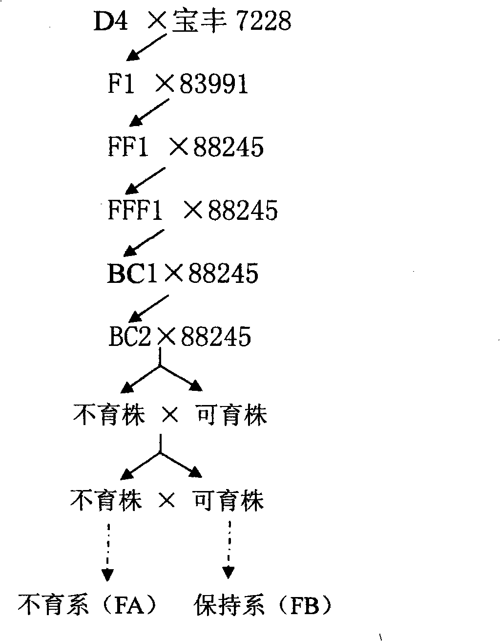 Method for breeding male sterile line and maintainer line of wheat