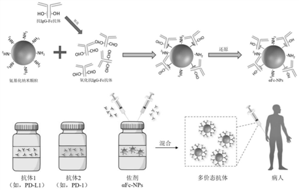 Nano aptamer for multispecific antibody delivery and its application and construction method