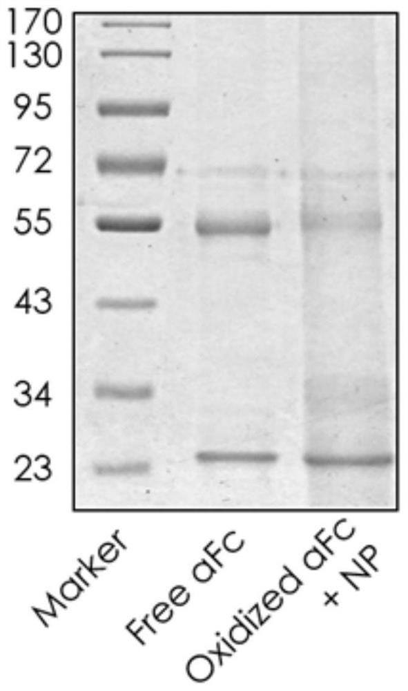 Nano aptamer for multispecific antibody delivery and its application and construction method