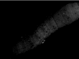 Recombinant transgenic vector carrying human insulin-like growth factor-I and use thereof