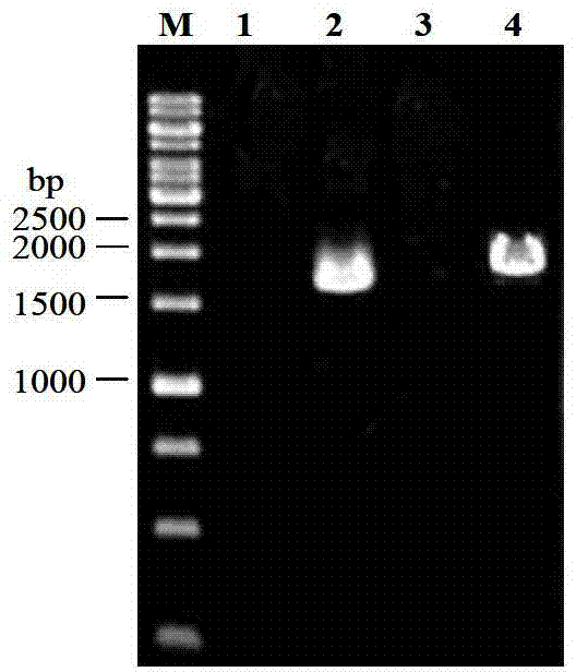 Protein derived from Trichoderma reesei and gene application thereof