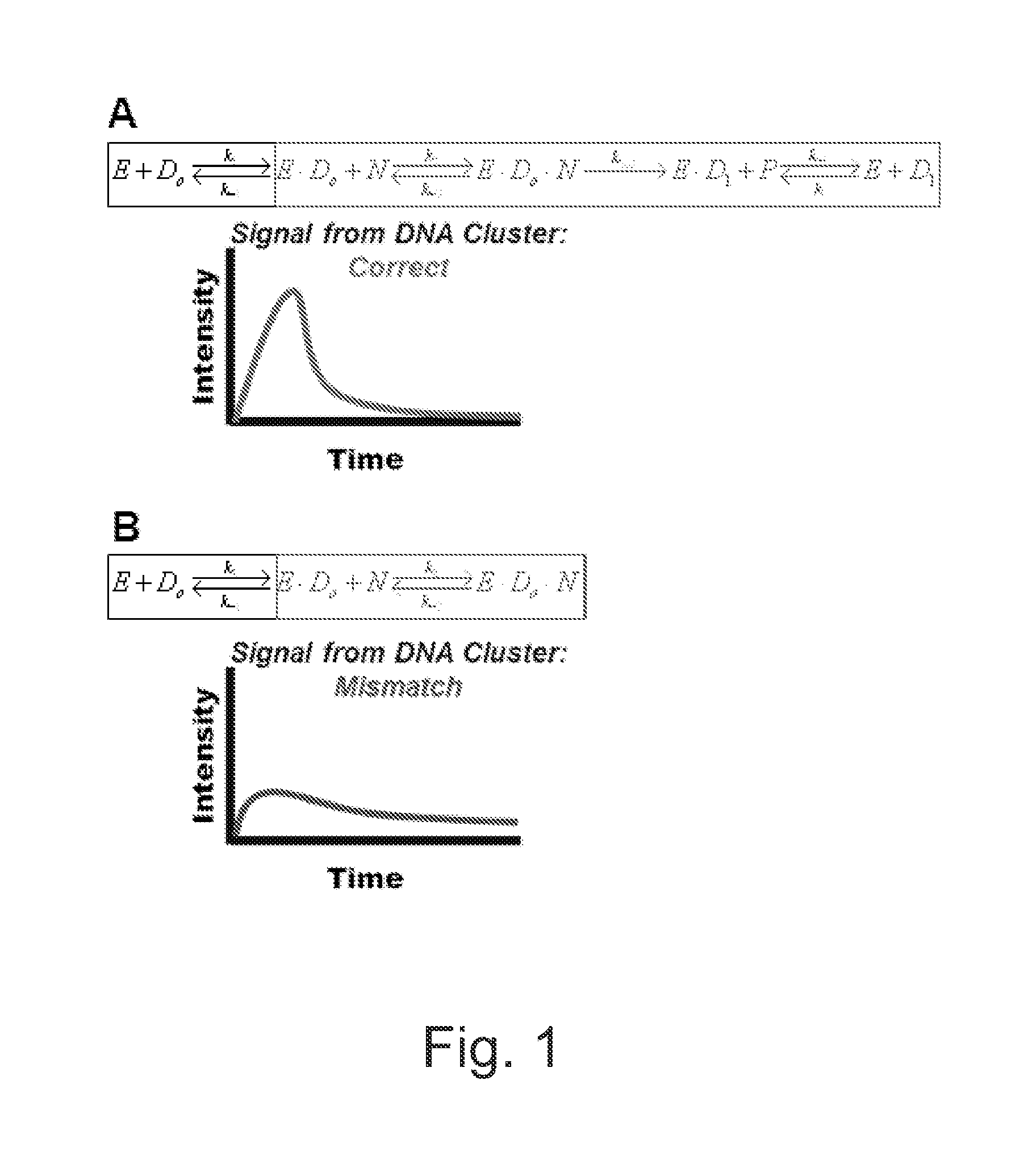 Apparatus and methods for kinetic analysis and determination of nucleic acid sequences