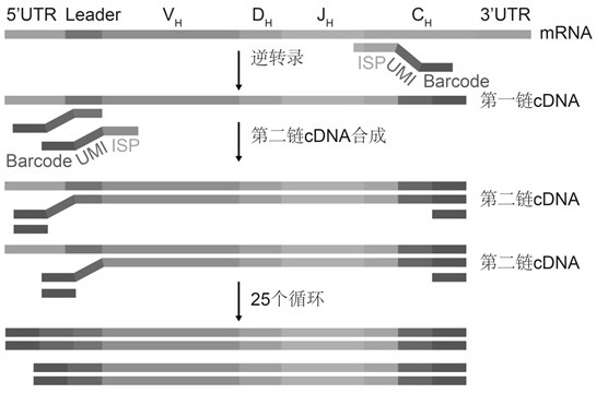 Method for constructing immune repertoire high-throughput sequencing library for removing chimera sequence in sample, group of primers and kit