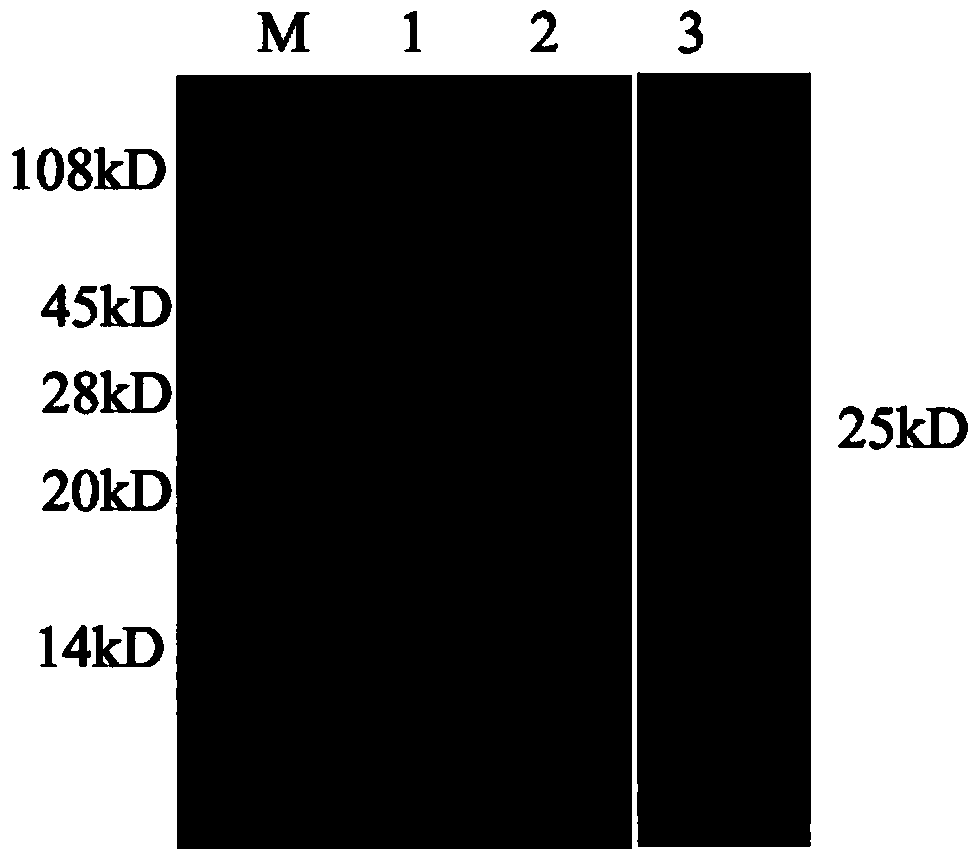 Hybridoma cell line and anti-canine distemper virus N protein monoclonal antibody produced through hybridoma cell line