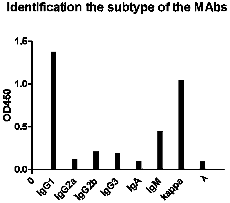 Hybridoma cell line and anti-canine distemper virus N protein monoclonal antibody produced through hybridoma cell line