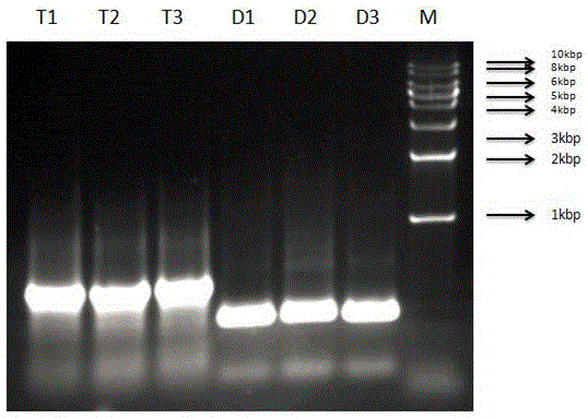 Agrobacterium-mediated spirodela polyrhiza stable transformation system establishment method