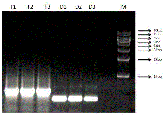 Agrobacterium-mediated spirodela polyrhiza stable transformation system establishment method