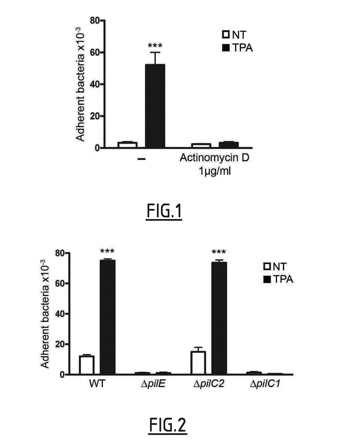 Cd147 as receptor for pilus-mediated adhesion of meningococci to vascular endothelia