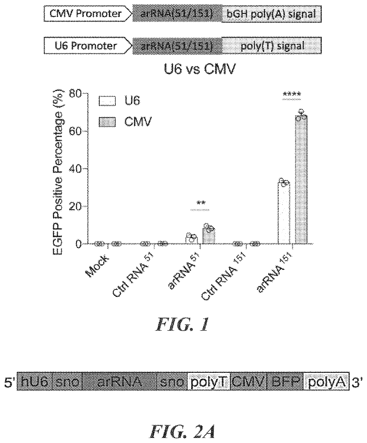 Targeted RNA editing by leveraging endogenous adar using engineered rnas