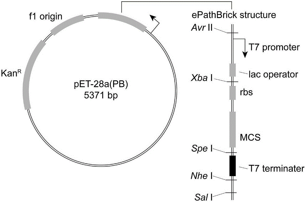 Efficient biosynthesis method for transforming low-value compounds into caffeic acid