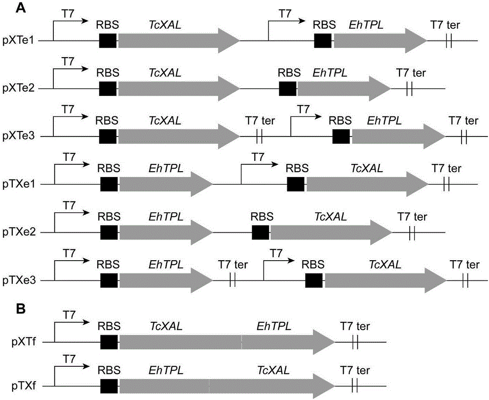 Efficient biosynthesis method for transforming low-value compounds into caffeic acid