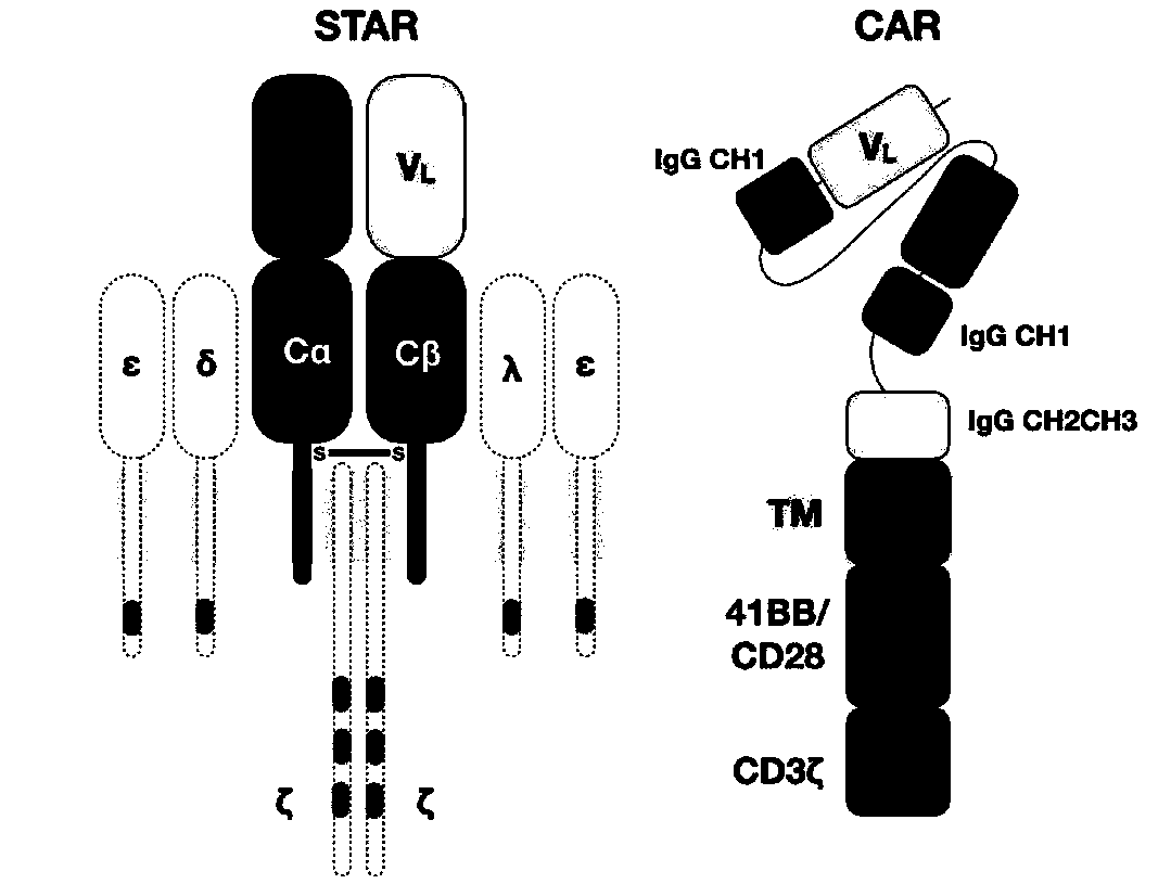 Chimeric T cell receptor STAR and application thereof