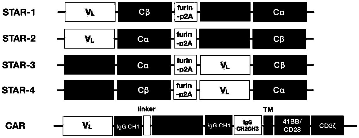 Chimeric T cell receptor STAR and application thereof