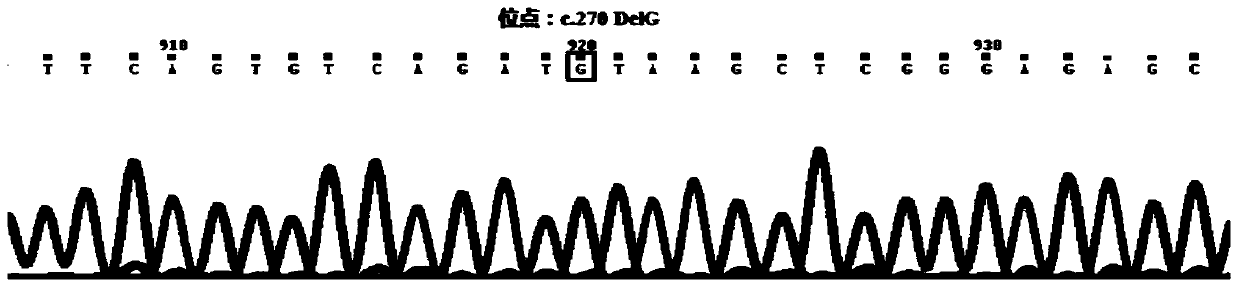 Primer set for detecting vitamin B12 metabolism gene mutation and application method thereof