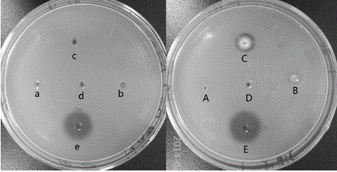 Pillbug extract and application thereof