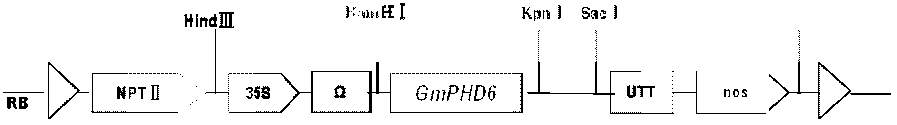 Soybean transcription active protein GmPHD6, and coding gene and application thereof