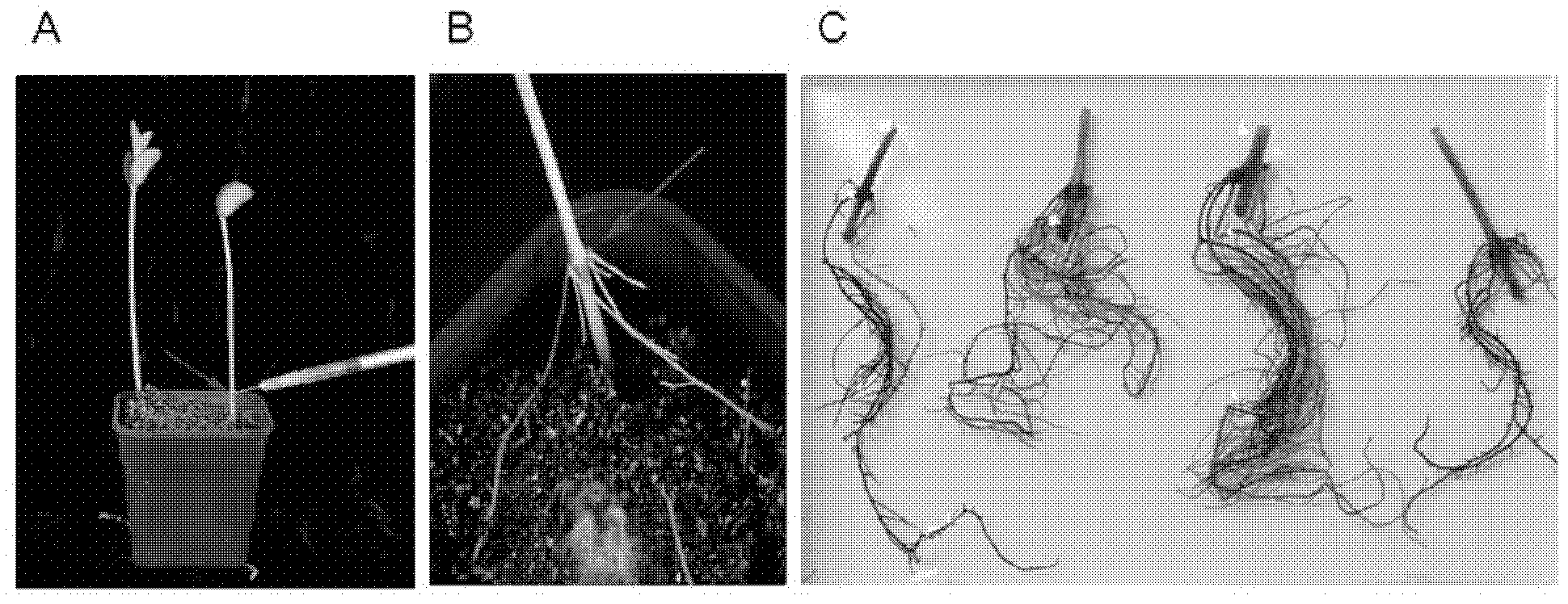 Soybean transcription active protein GmPHD6, and coding gene and application thereof