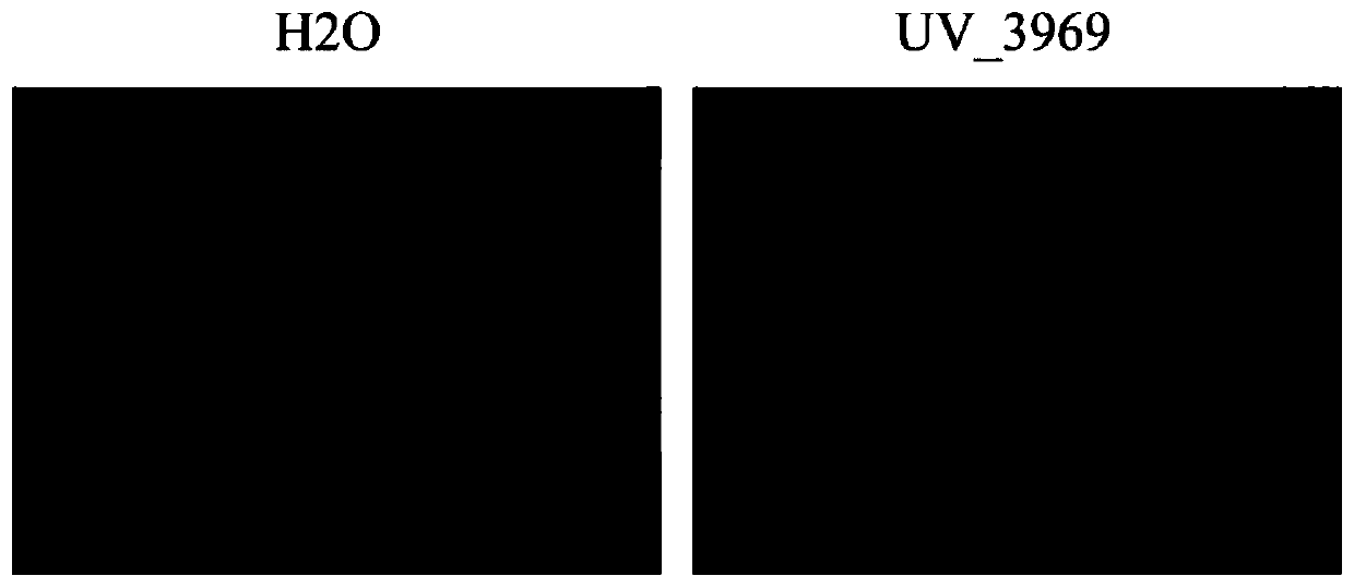 Recombinant vector, host cell and application of ustilaginoidea virens effector protein