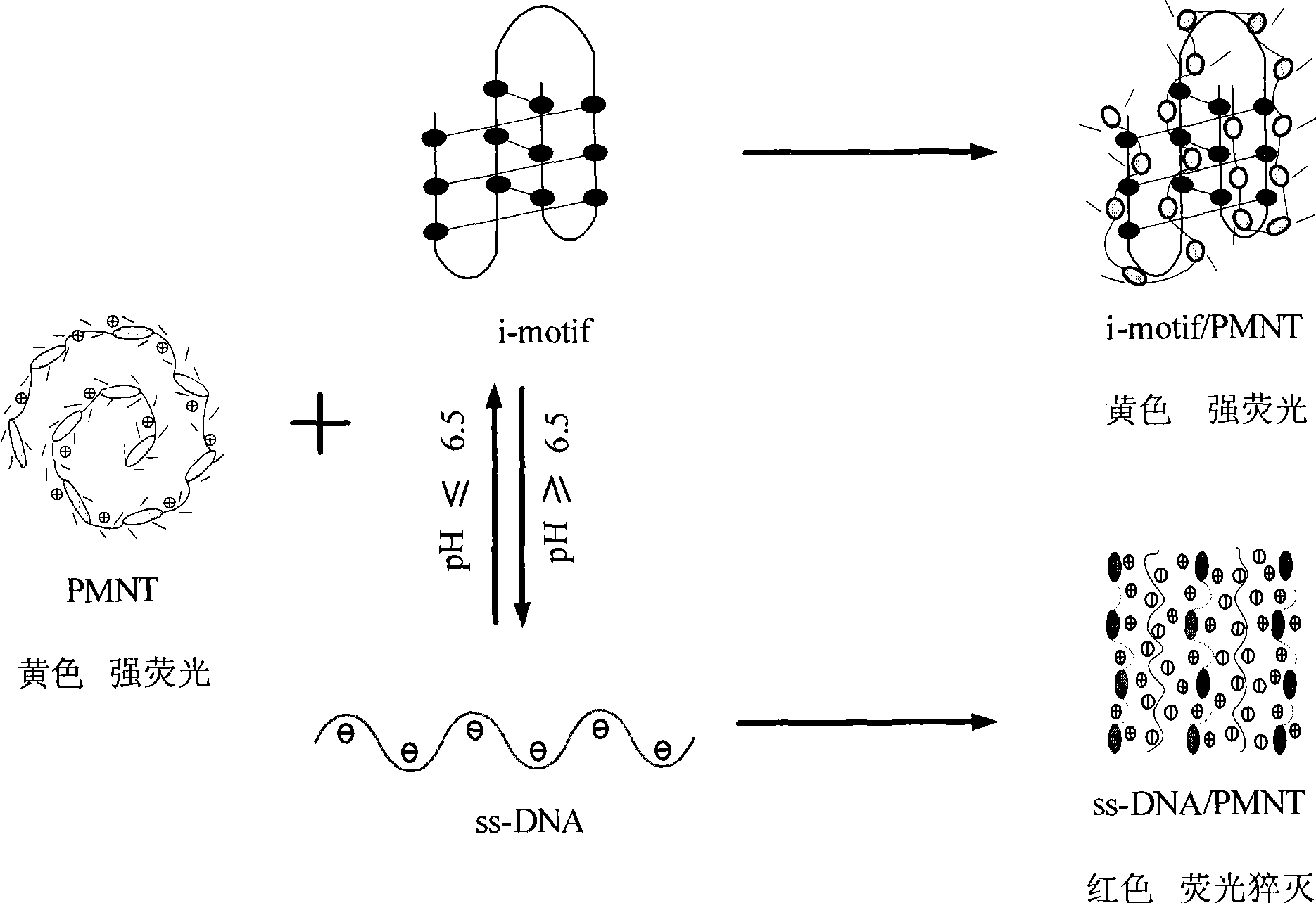 Optical means for detecting i-motif conformation of DNA