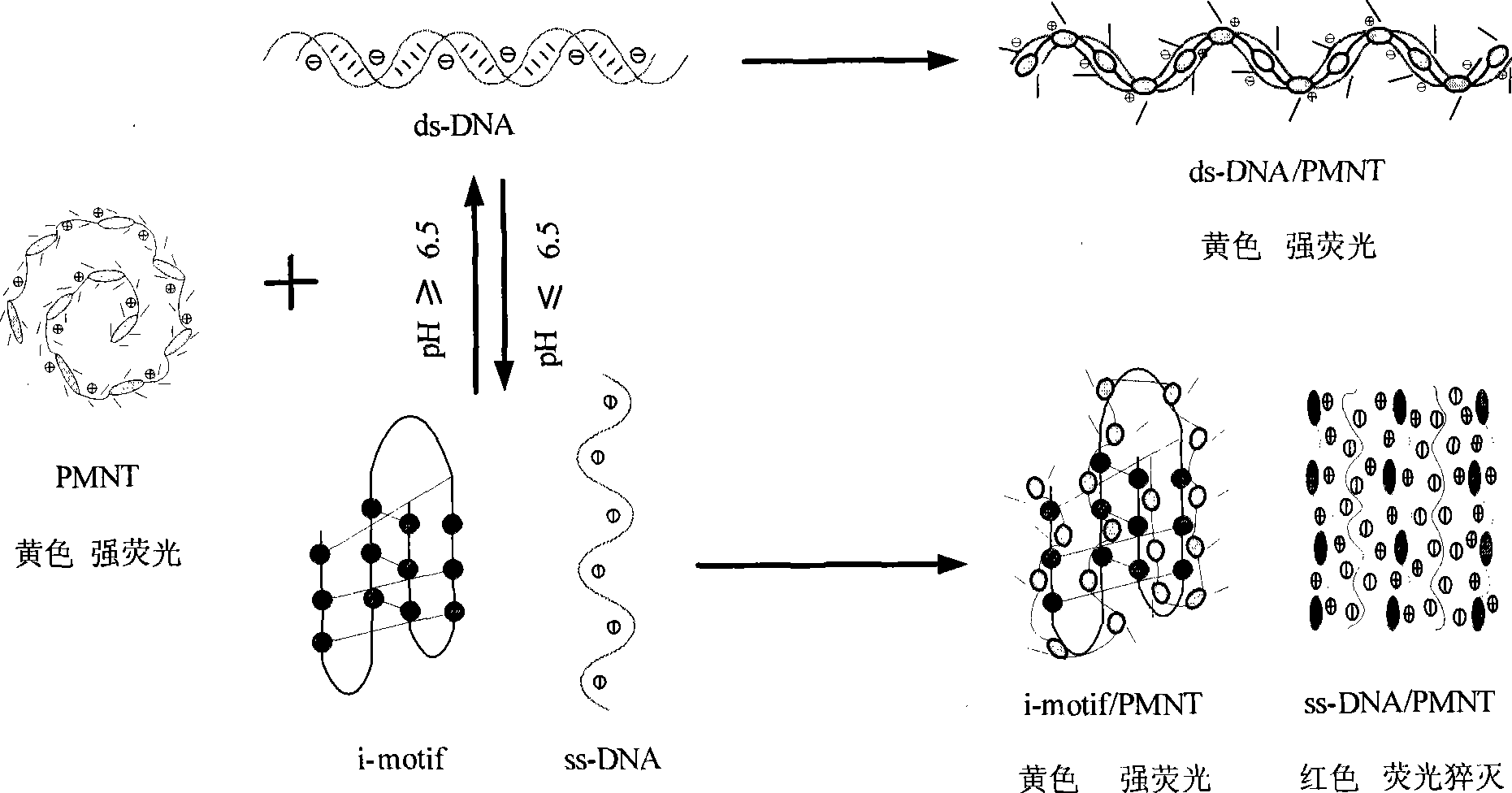 Optical means for detecting i-motif conformation of DNA