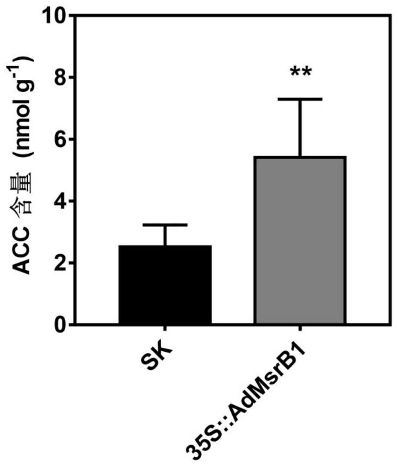 A kind of admsrb1 that improves plant ACC content and application thereof