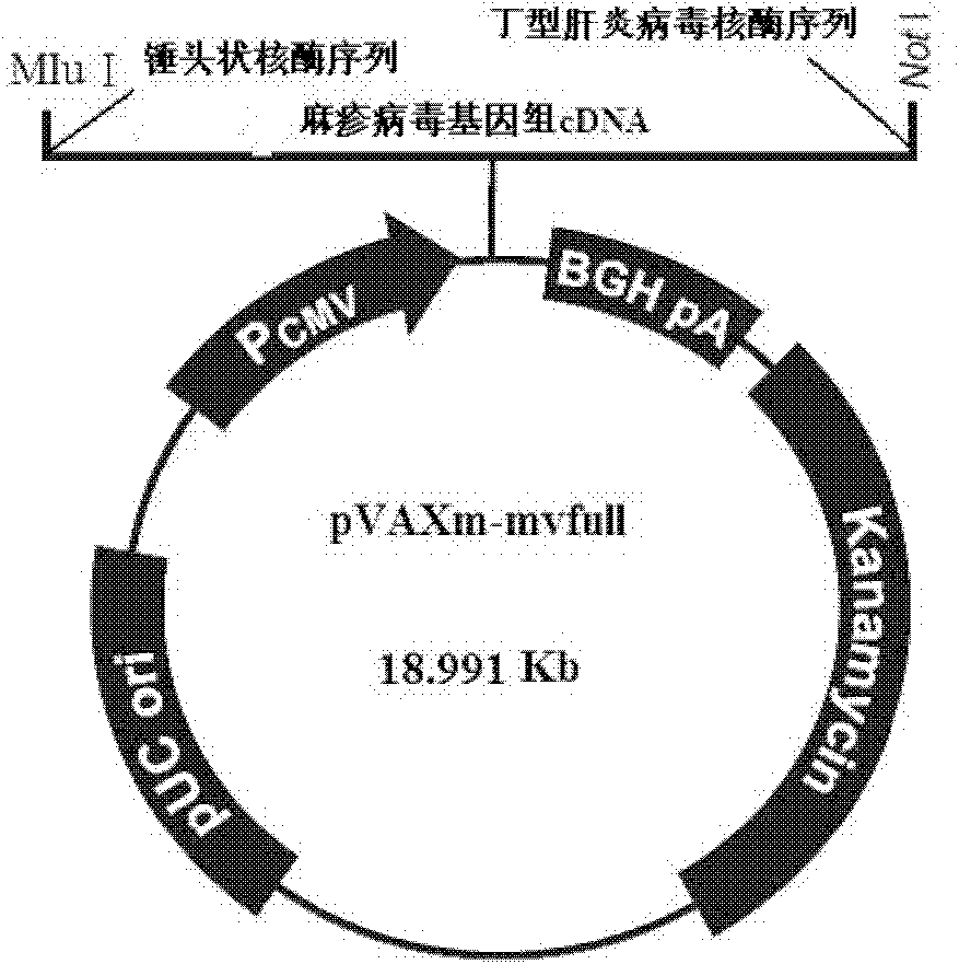 Composition for recovering measles virus, and kit, purpose and method thereof