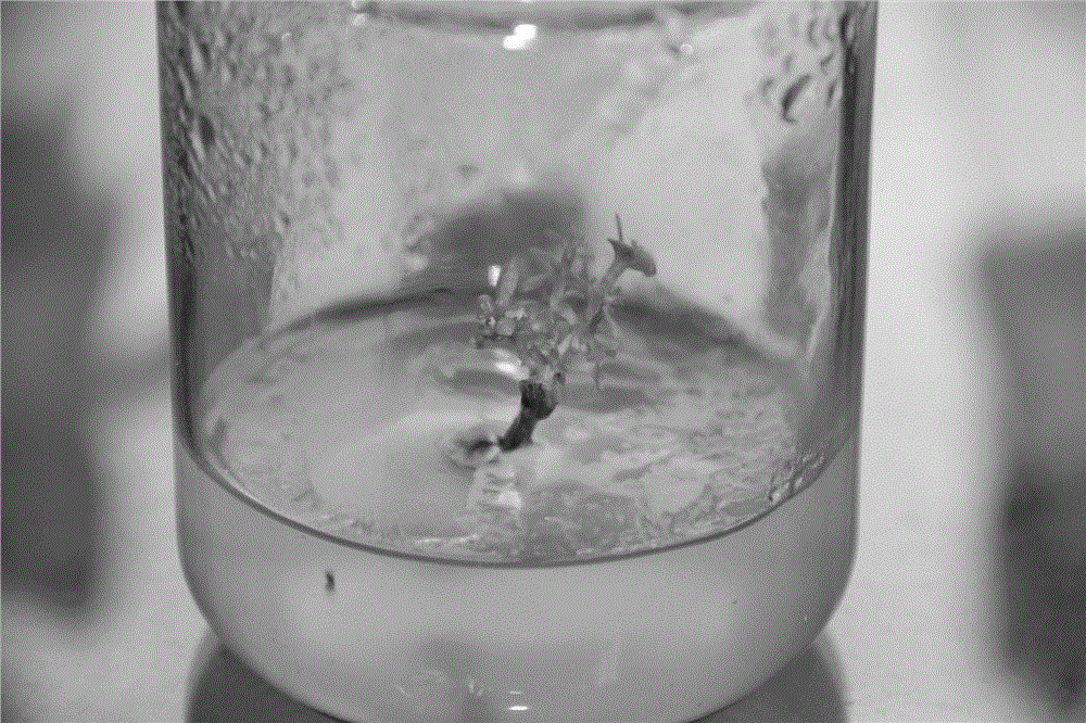 Tissue culture rapid propagation method of eucalyptus cloeziana