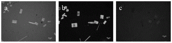 Preparation method and application of multicolor halogen perovskite fluorescent material