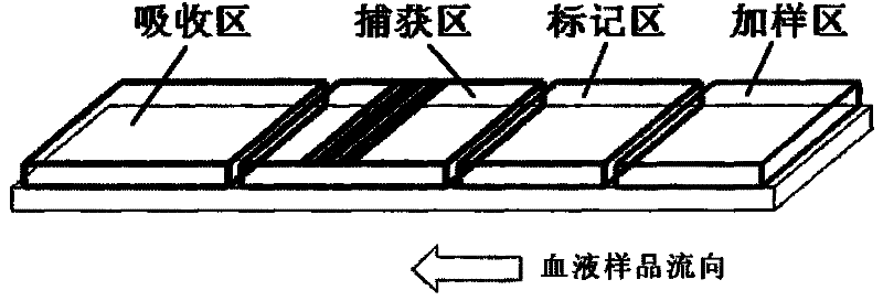 Rapid immune detection method and detection kit for blood sample