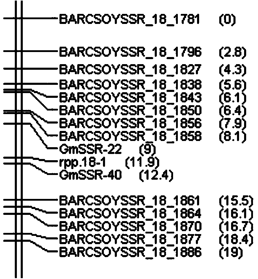 Molecular marker GmSSR18-40 in close linkage with soybean rust resistance gene locus as well as application thereof