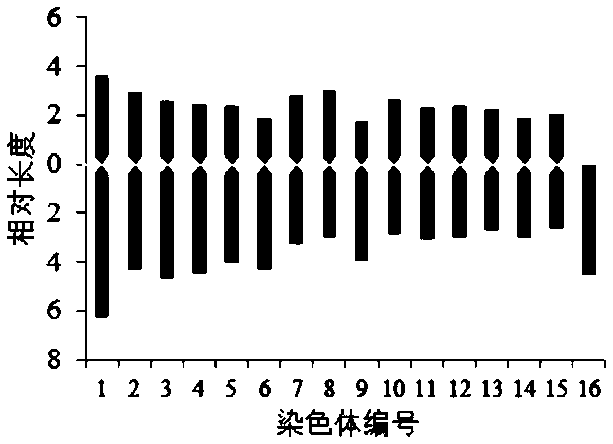 Apocarya chromosomal karyotype analysis method