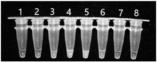 LAMP primer for detecting peach venturia and detection kit