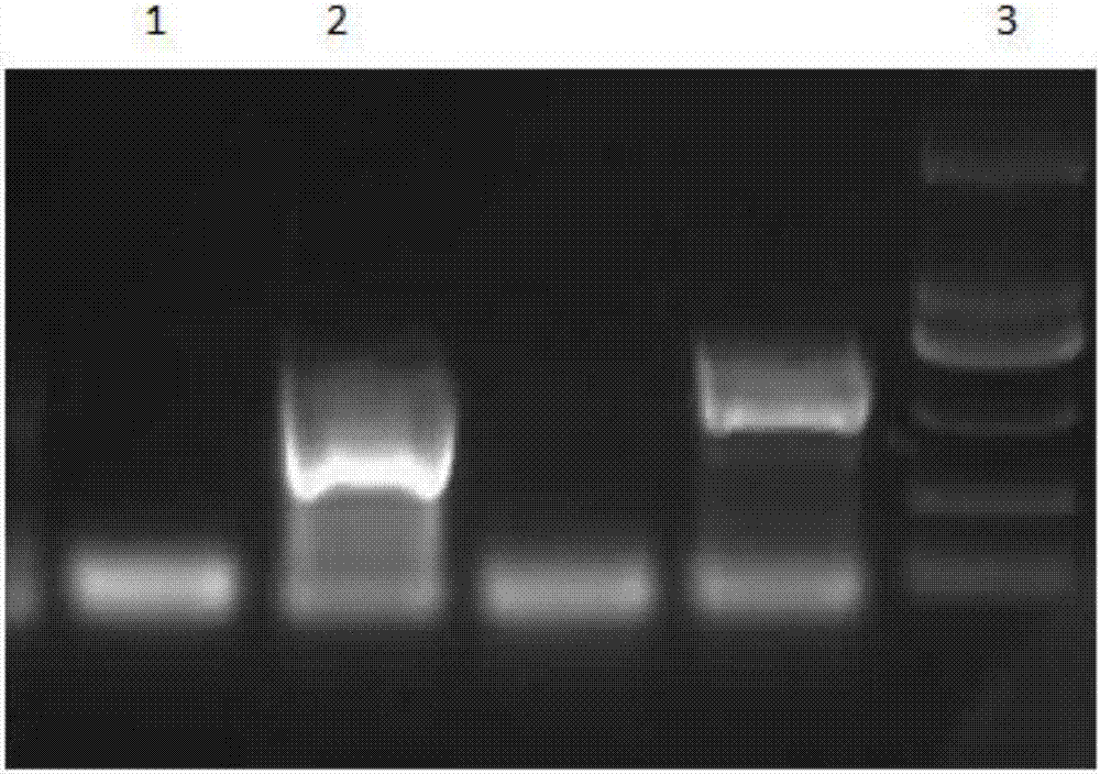 Method for over-expressing cecropin in cordyceps militaris