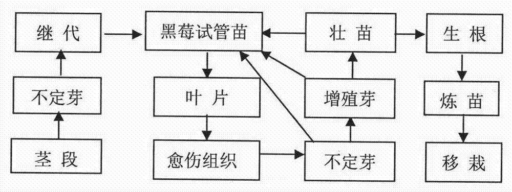 Method for high-efficiency cyclic regeneration of blackberry tissue culture seedling leaves