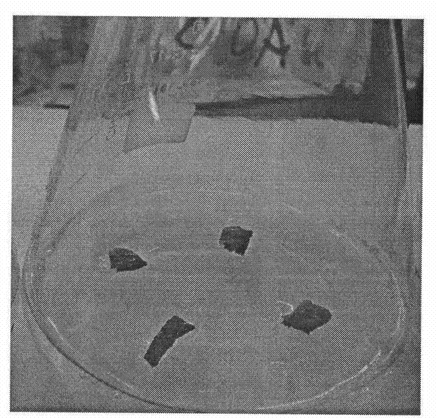 Method for high-efficiency cyclic regeneration of blackberry tissue culture seedling leaves