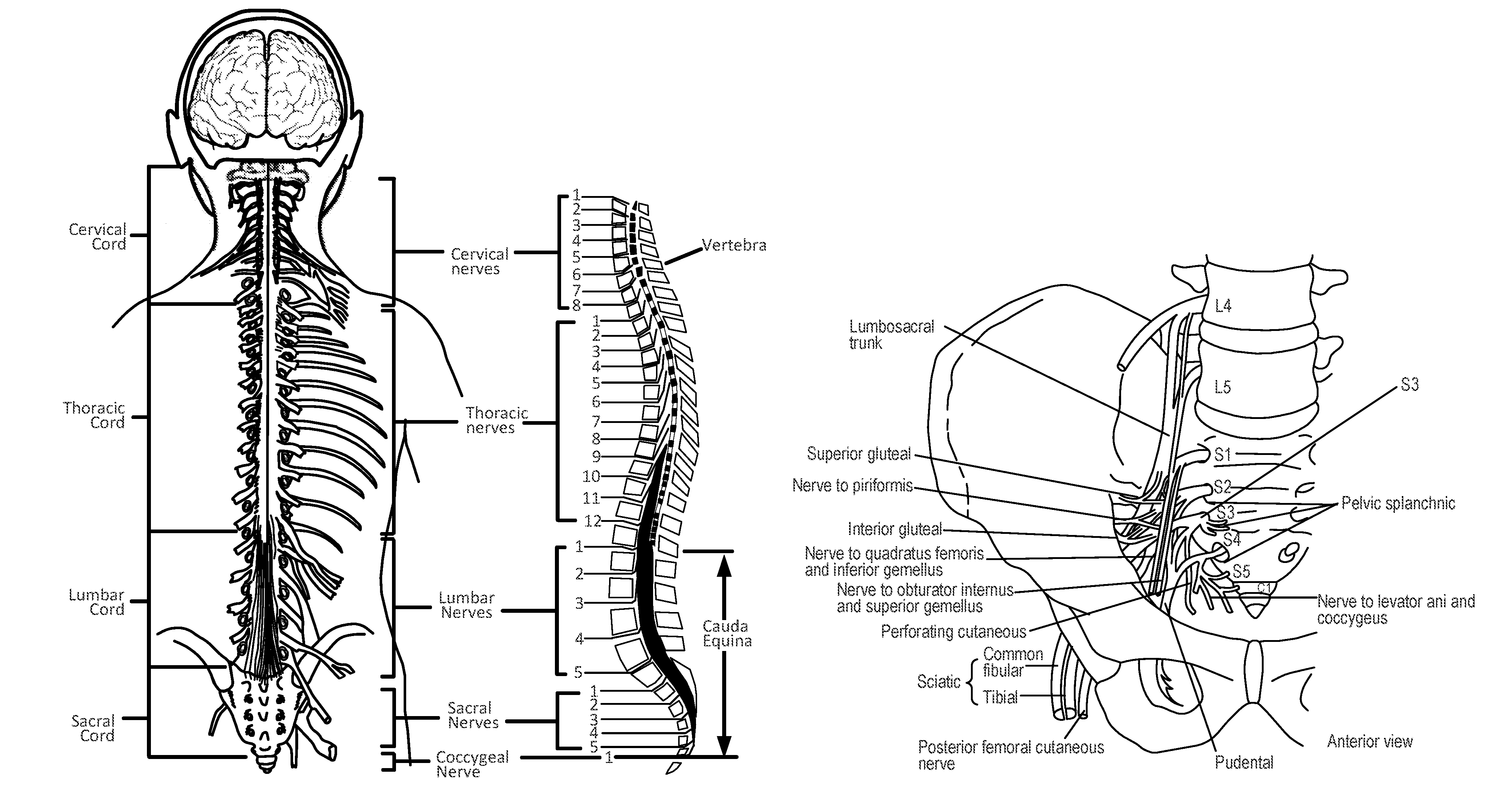 Implantable nerve stimulator having internal electronics without asic and methods of use