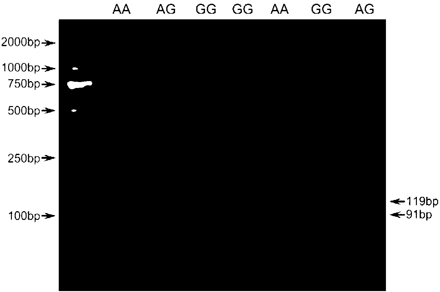 Molecular marking method for predicting and identifying length of sheep wool