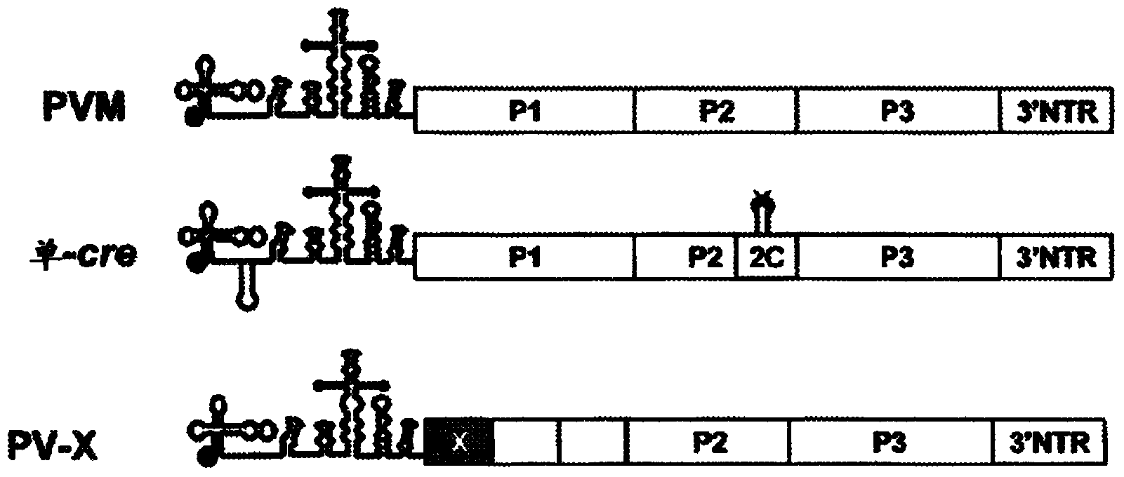 Novel attenuated poliovirus: PV-1 mono-cre-X