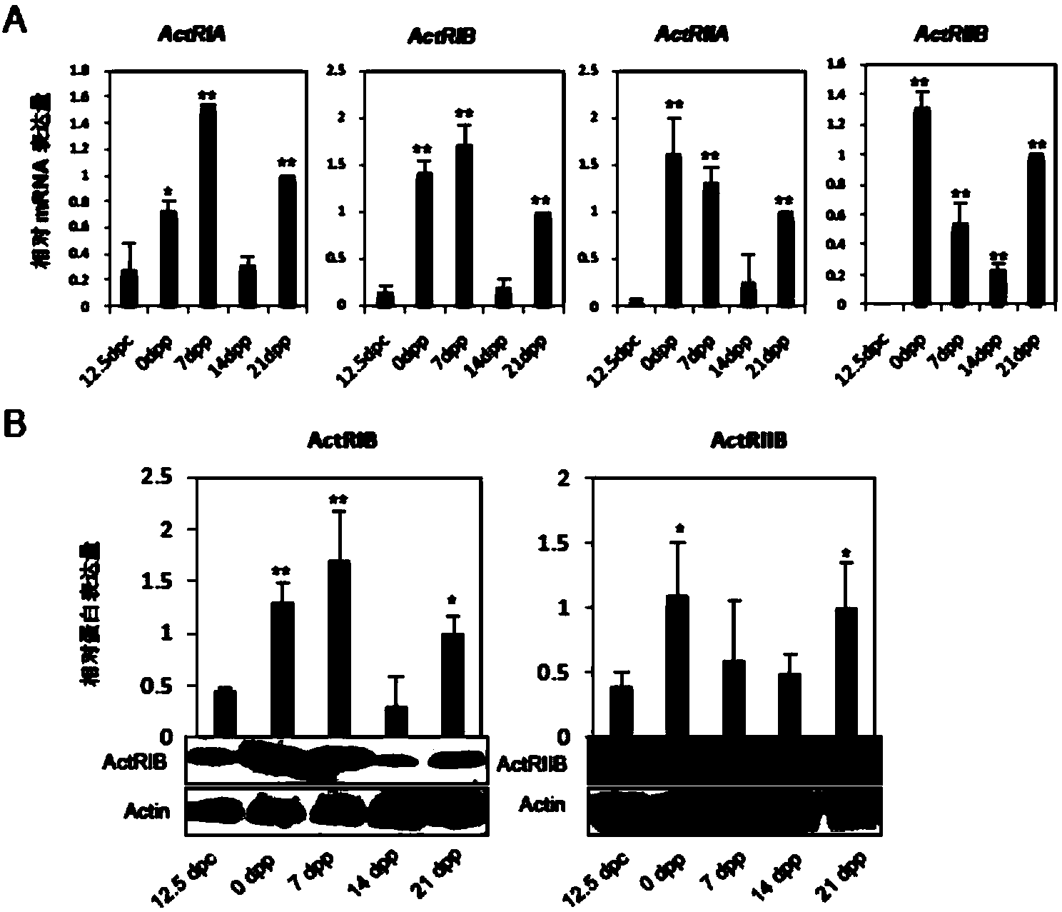 Method for promoting primordial follicle library formation by activin A