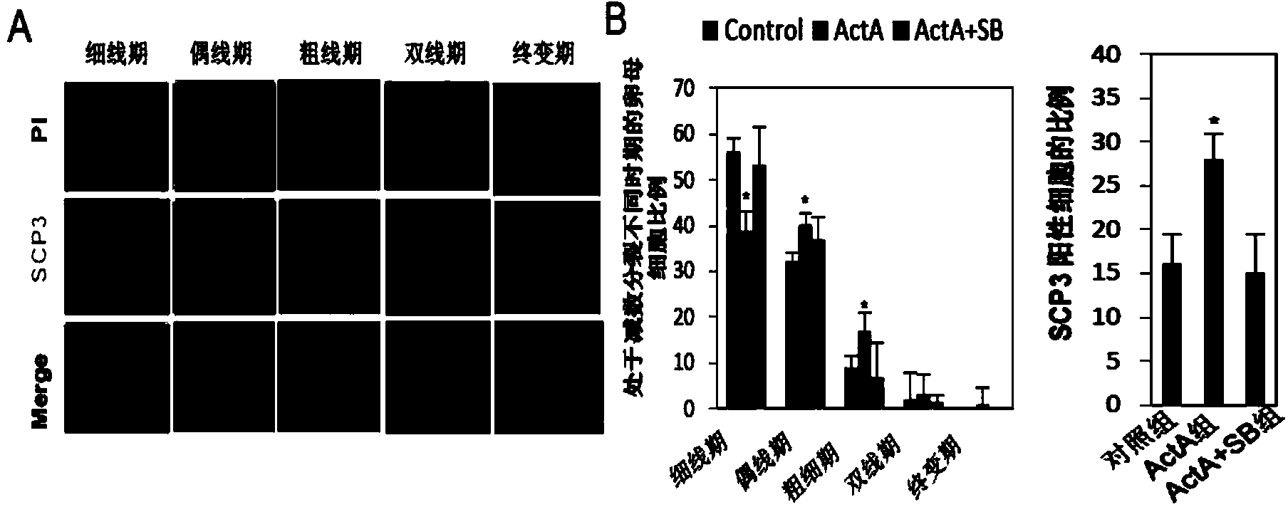 Method for promoting primordial follicle library formation by activin A