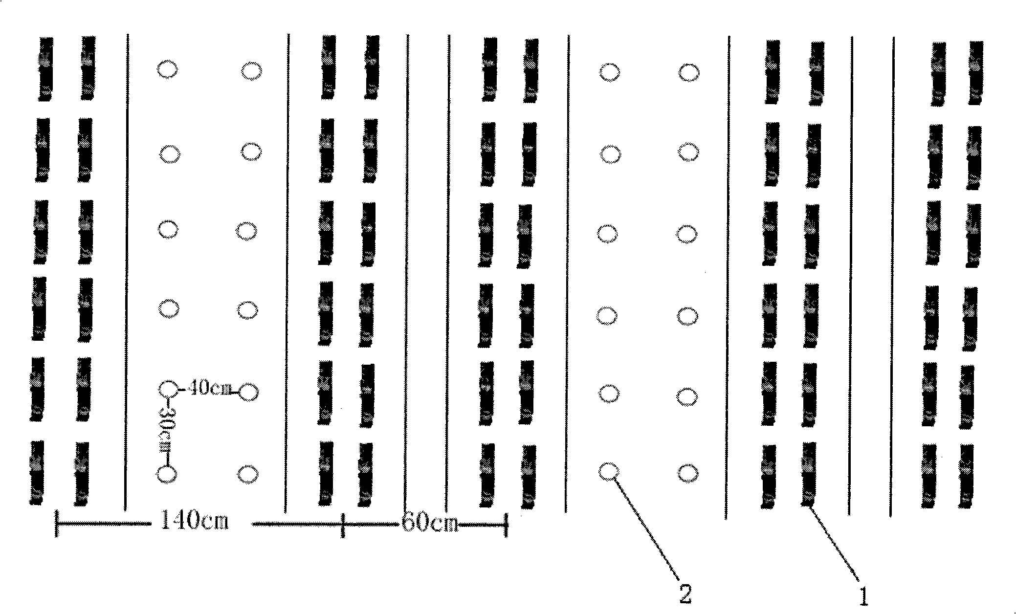 Tridimensional high-efficient cultivation method for interplanting sugarcane and eggplant