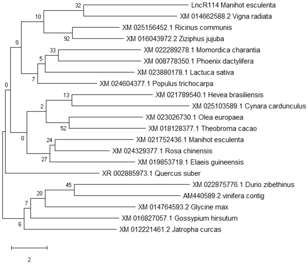 A kind of lncrna and its application