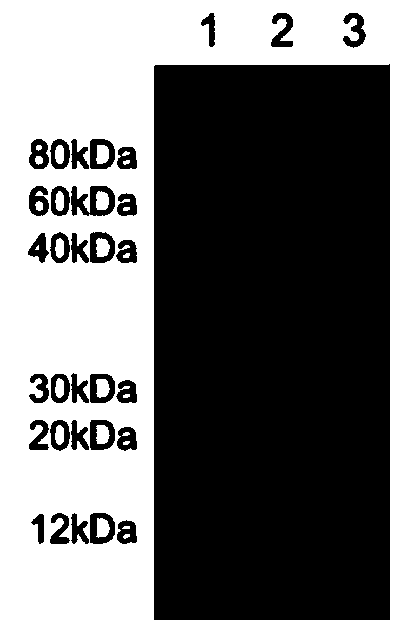 Special dietary proteins