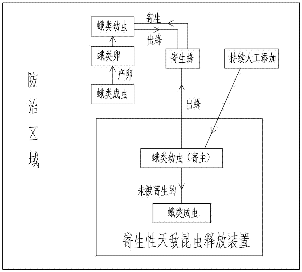 Parasitic wasp natural enemy release cup and parasitic wasp natural enemy sustained release method