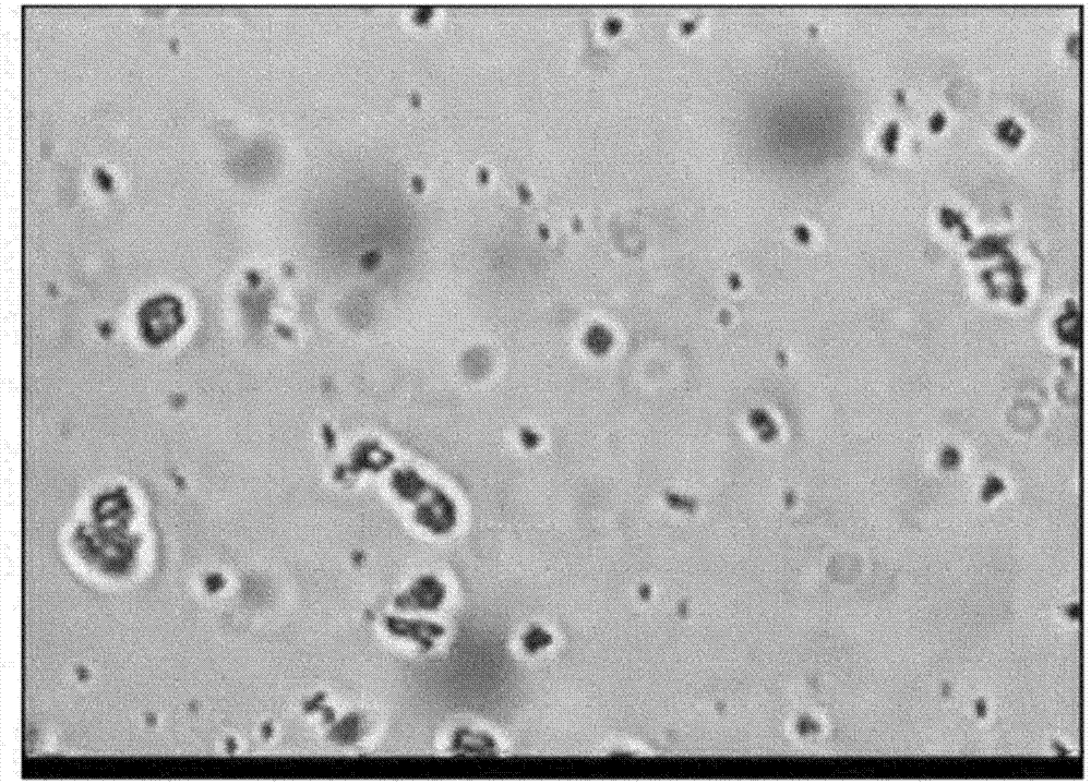 Method for preparing multifunctional natural gel and natural powder by using mineral-based somatids contained in natural mineral