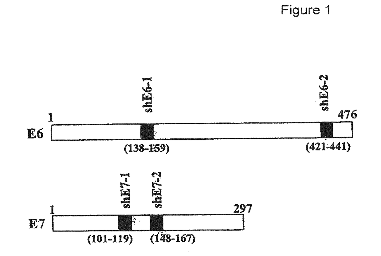 HPV particles and uses thereof